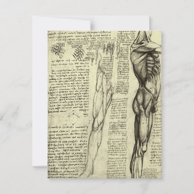 Anatomia Humana de Leonardo da Vinci Músculos Masc (Frente)