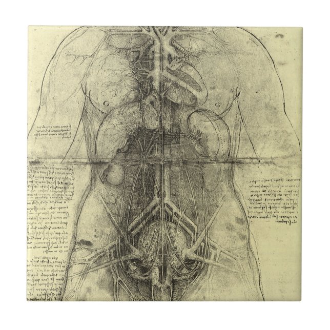 Anatomia Humana de Leonardo da Vinci, Torso Femini (Frente)