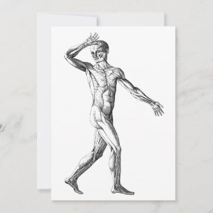 Anatomia Humana Vintage, Músculos do Corpo Masculi