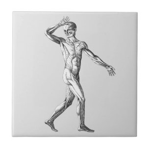 Anatomia Humana Vintage, Músculos do Corpo Masculi