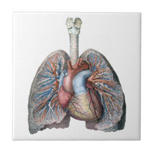 Anatomia Humana Vintage Pulmões Coração Órgãos San