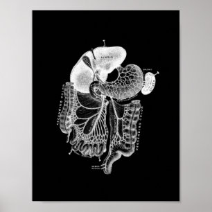 Anatomia interna humana no impressão preto e