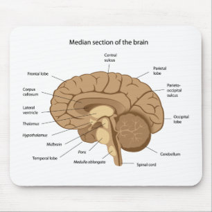 Anatomia Mousepad do cérebro humano
