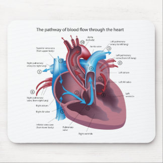 Anatomia Mousepad do coração