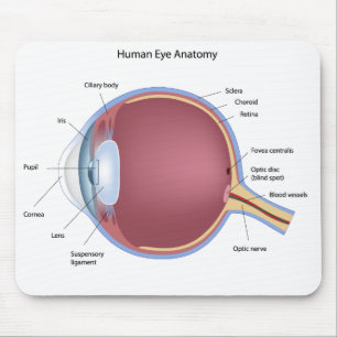 Anatomia Mousepad do olho humano