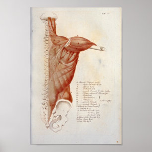 Anatomia muscular Impressão francês do pescoço