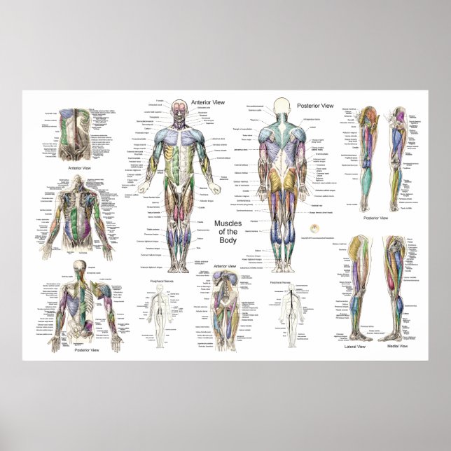 Anatomia muscular Poster Anterior, Posterior e Pro (Frente)