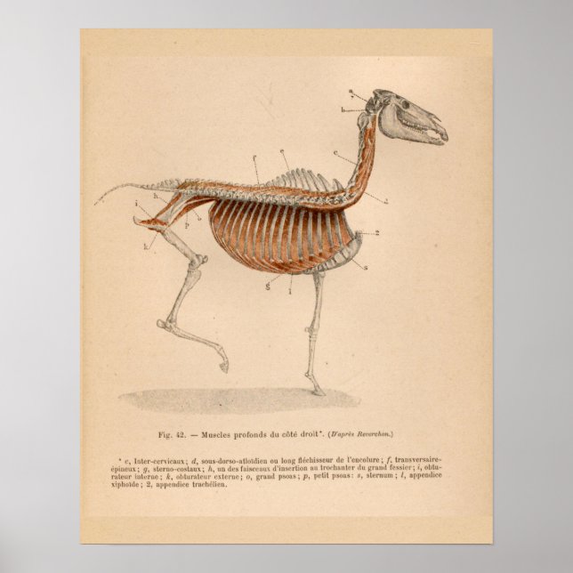 Anatomia muscular profunda do cavalo Impressão fra (Frente)