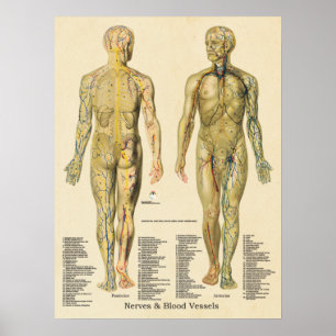 Anatomia Poster Arterias Veins Nervos Linfa Vintag