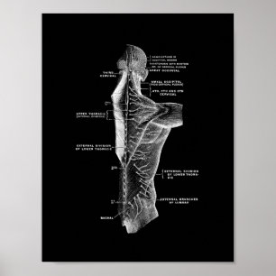 Anatomia traseira do ser humano no impressão pret