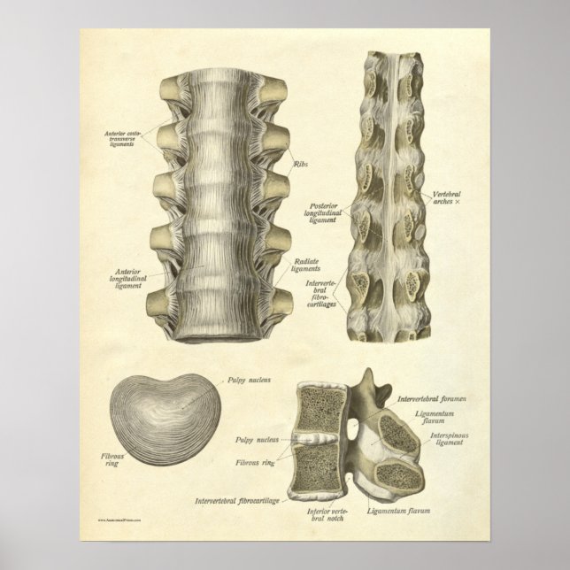 Anatomia Vintage Impressão Ossos Torácicos (Frente)
