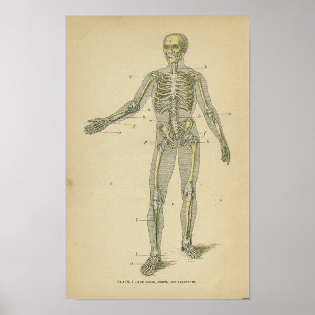 Anatomia Vintage Impressão Skeleton humano (Frente)