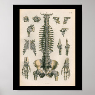 Anatomia Vintage Impressão Spine Spinal Bones
