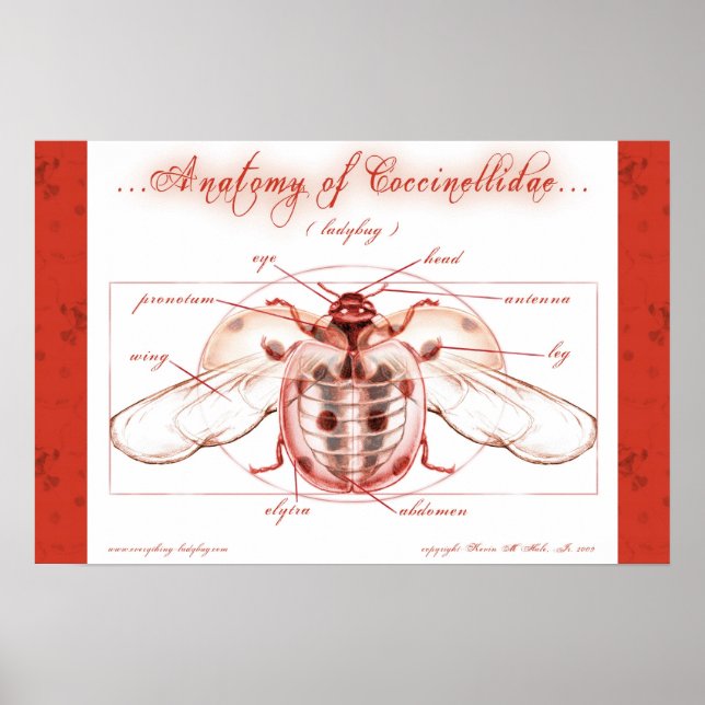 Anatomy of a Ladybug (Coccinellidae) Poster (Frente)