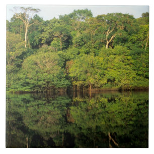 Anavilhanas, Amazonas, Brasil. Rio da floresta tro