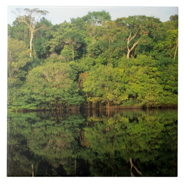 Anavilhanas, Amazonas, Brasil. Rio da floresta tro (Frente)