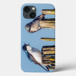 Andorinha-bicolor macho e fêmea