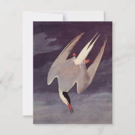 Andorinha-do-ártico por John James Audubon, Aves A