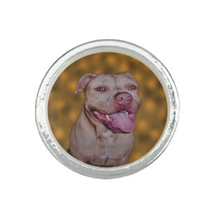 Anel American Staffordshire Bull Terrier,