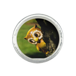 Anel Harvey, a Coruja II