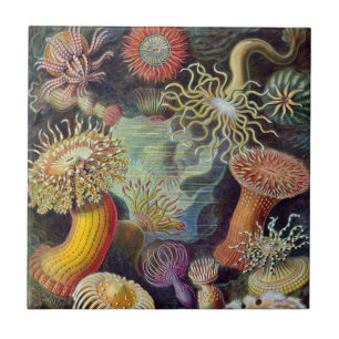 Anêmona-do-Mar Natureza Científica Oceano