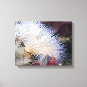 Anemona Plumosa - Canvas