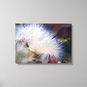 Anemona Plumosa - Canvas