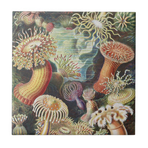 Anêmonas-do-mar de Haeckel Colagem de arte náutica