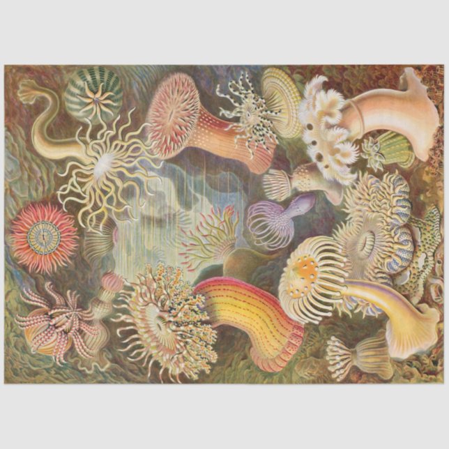 Anêmonas do Mar Ernst Haeckel Decoupage Papel Teci (Frente )