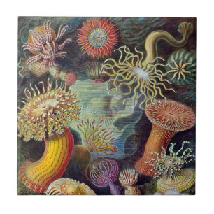Anêmonas Marinhas Vintage por Ernst Haeckel