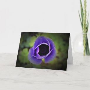 Anemone, cartão