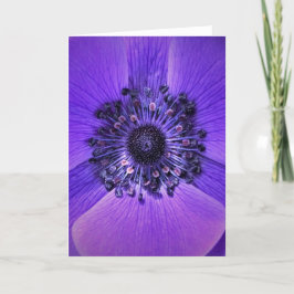 Anemone, cartão