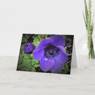 Anemone, cartão