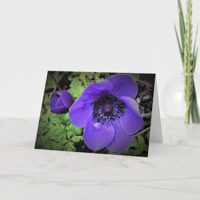Anemone, cartão (Frente)