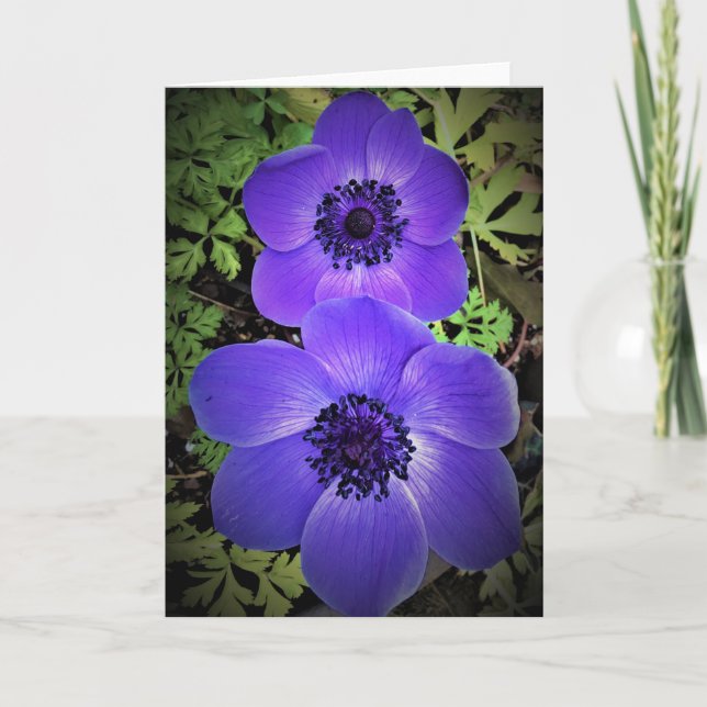 Anemone, cartão (Frente)