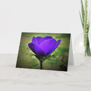 Anemone, cartão