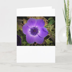 Anemone, cartão