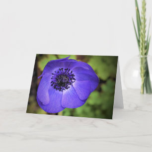 Anemone, cartão