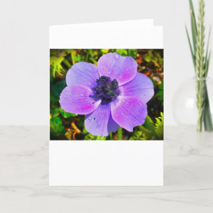 Anemone, cartão