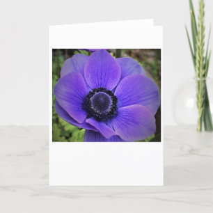 Anemone, cartão