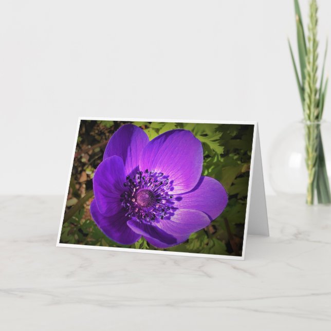 Anemone, cartão (Frente)