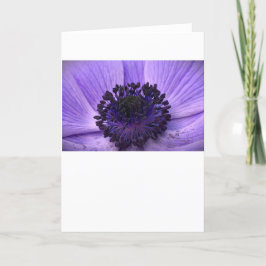 Anemone, cartão