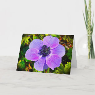 Anemone, cartão