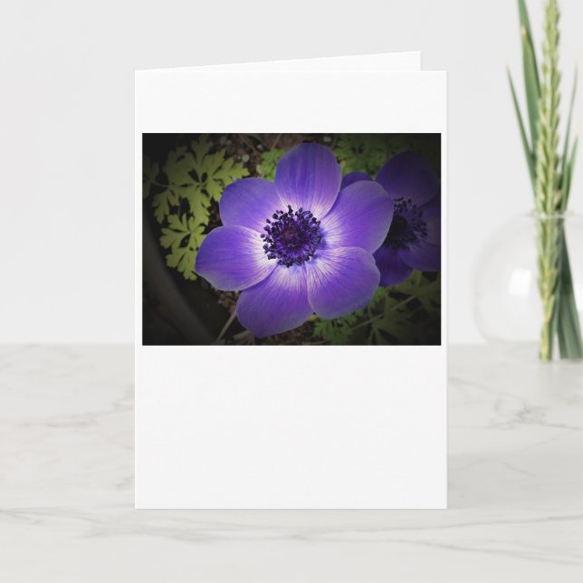 Anemone, cartão (Frente)