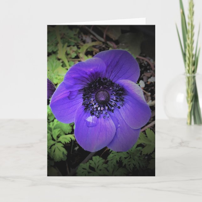 Anemone, cartão (Frente)