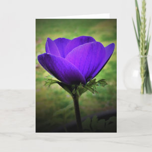 Anemone, cartão