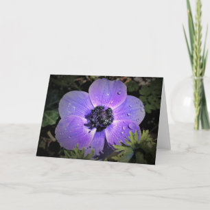 Anemone, cartão