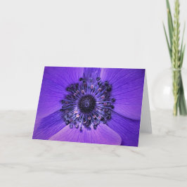 Anemone, cartão
