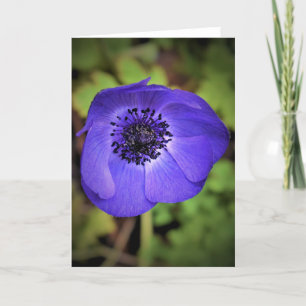 Anemone, cartão