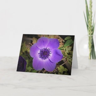 Anemone, cartão